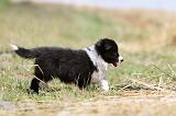 BORDER COLLIE 649